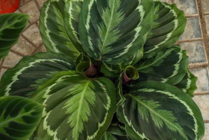竹芋功效 竹芋功效