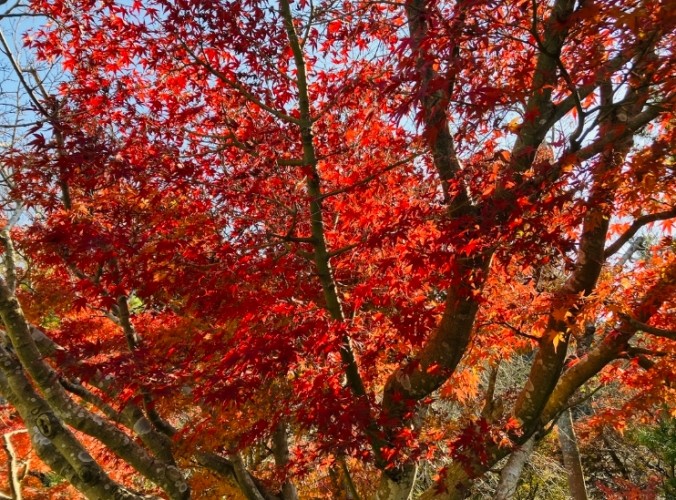鎮國寺 鎮國寺