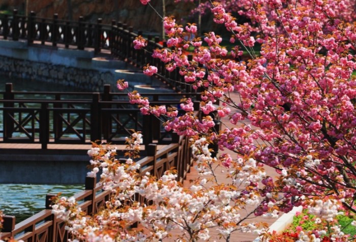 苑裡櫻花林步道 苑裡櫻花林步道