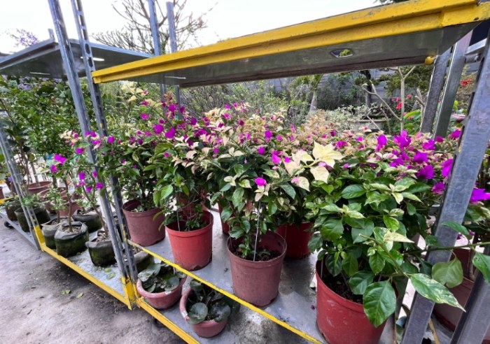 百木達景觀休閒花市 百木達景觀休閒花市