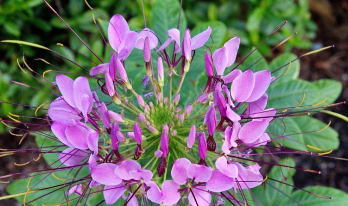 醉蝶花 醉蝶花