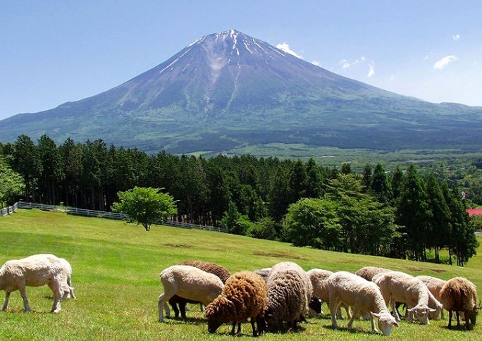 馬飼野牧場 馬飼野牧場