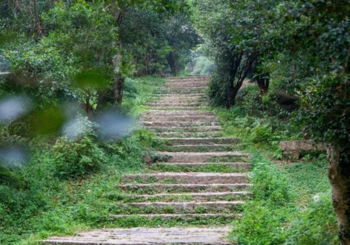 拳頭姆步道 拳頭姆步道