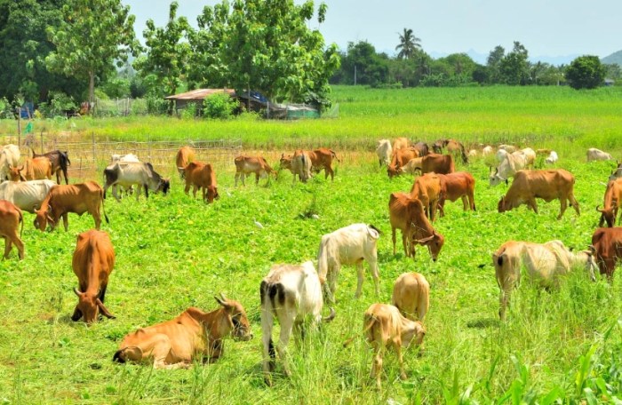 台南牧場 台南牧場