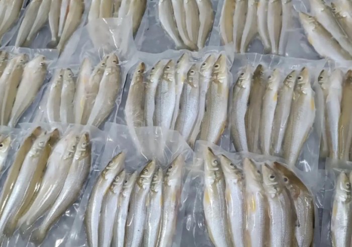 沙腸魚 沙腸魚
