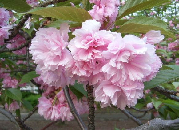 八重櫻種植