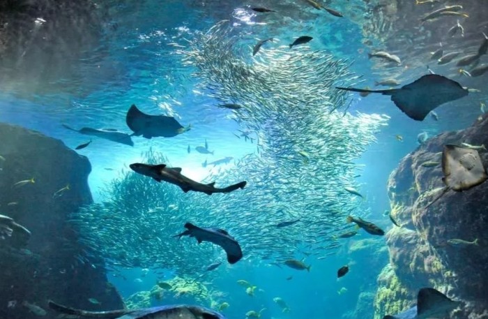 基隆水族館 基隆水族館