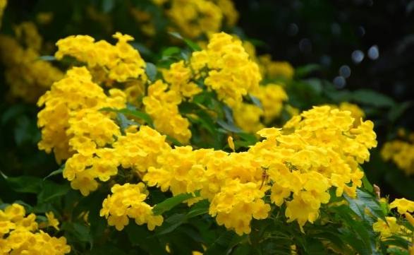 黃鐘花 黃鐘花
