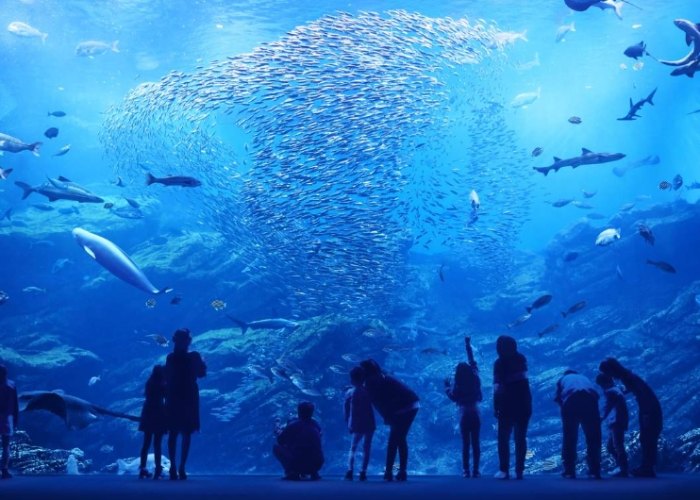 仙台海洋森林水族館 仙台海洋森林水族館