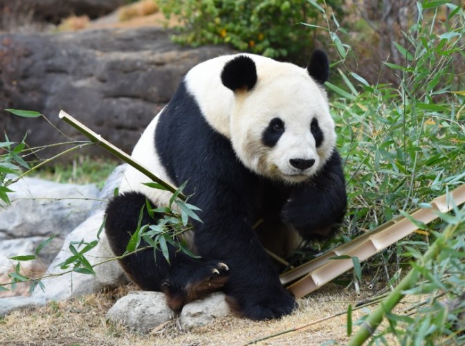 上野動物園 上野動物園