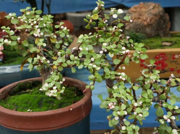 金枝玉葉植物 金枝玉葉植物