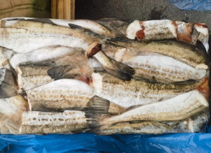 雪魚 雪魚
