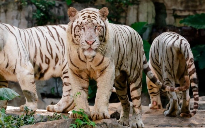 廣州長隆動物園 廣州長隆動物園