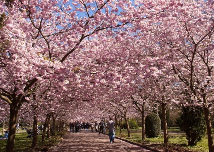 苑裡櫻花林步道 苑裡櫻花林步道