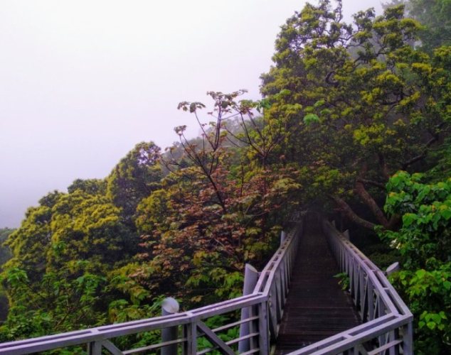 林梢步道 林梢步道