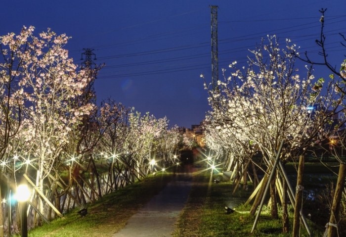 櫻花步道 櫻花步道