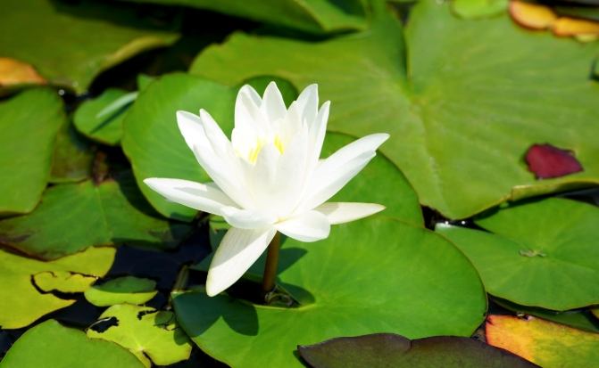 蓮花花語 蓮花花語
