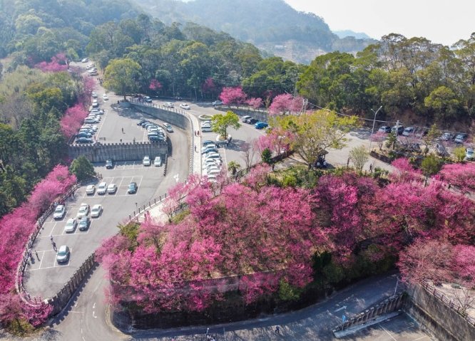 協雲宮櫻花步道