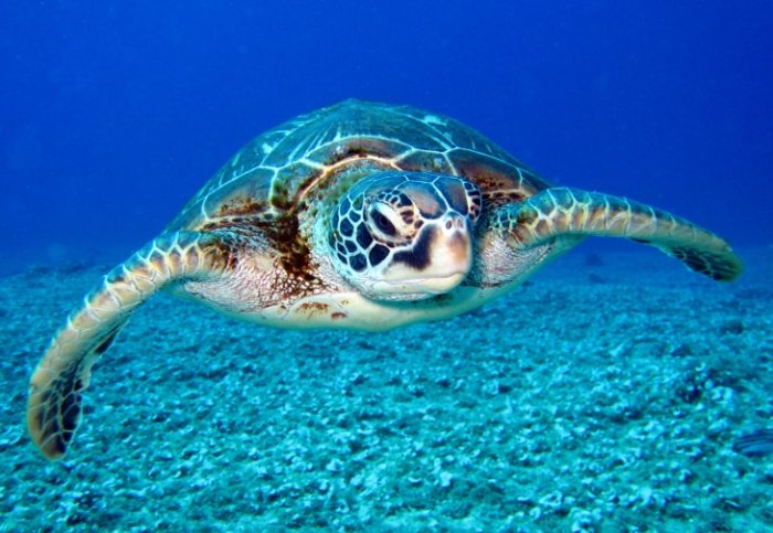 海龜湯 海龜湯