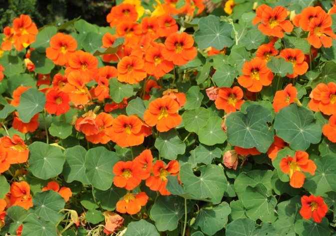 金蓮花 金蓮花