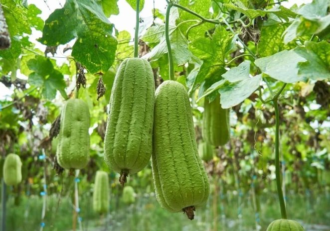 絲瓜種植月份 絲瓜種植月份
