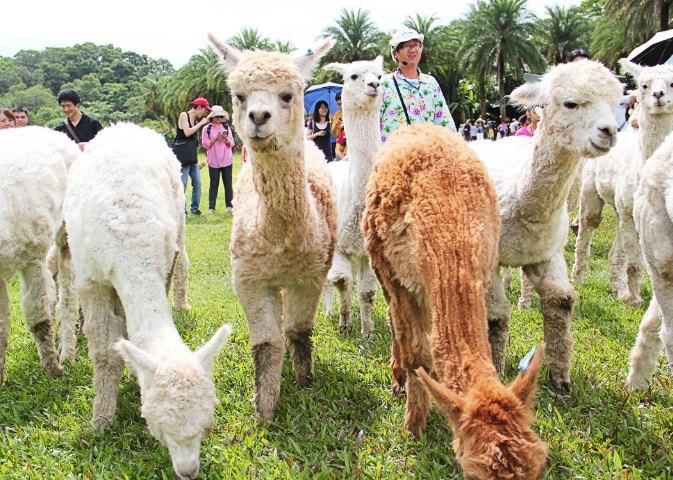 寵物樂園 寵物樂園