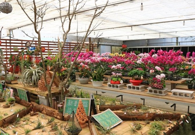 彰化花市 彰化花市