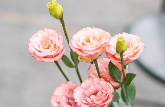 洋桔梗 洋桔梗