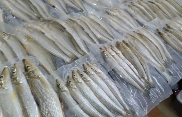沙腸魚 沙腸魚