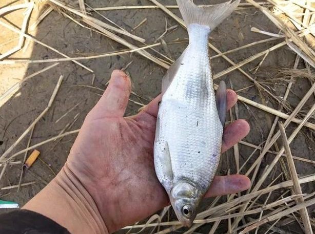 魴魚 魴魚
