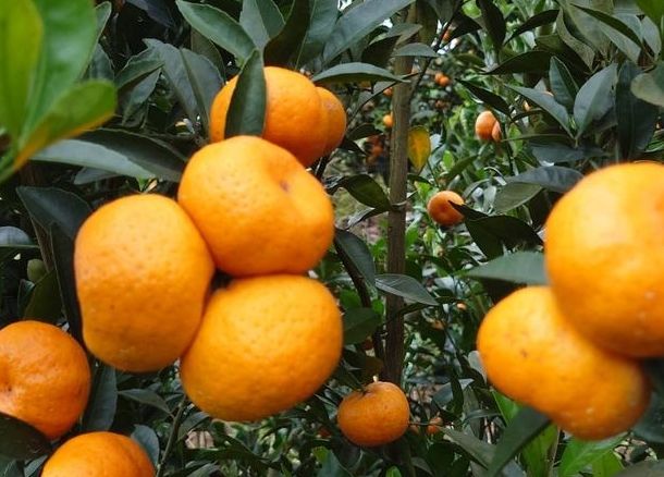 砂糖橘種植 砂糖橘種植