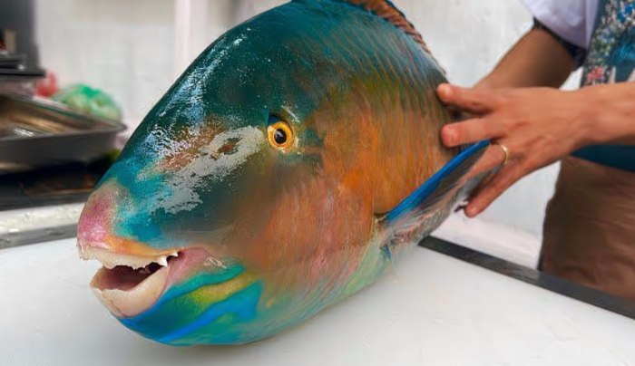 青衣魚 青衣魚