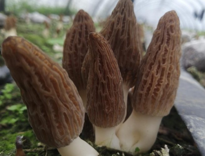 羊肚菌功效