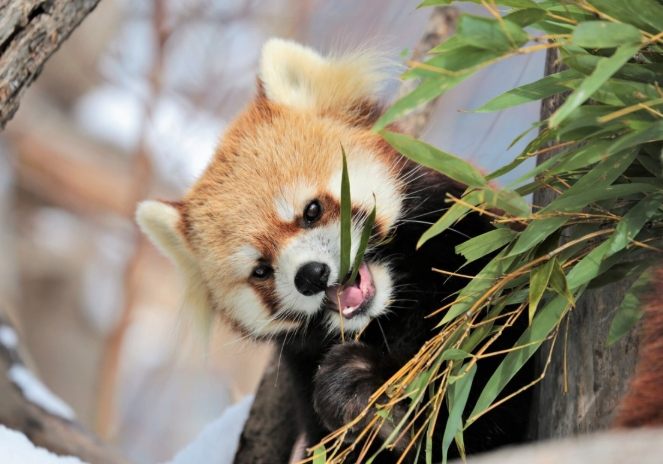 圓山動物園 圓山動物園