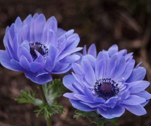 銀蓮花 銀蓮花