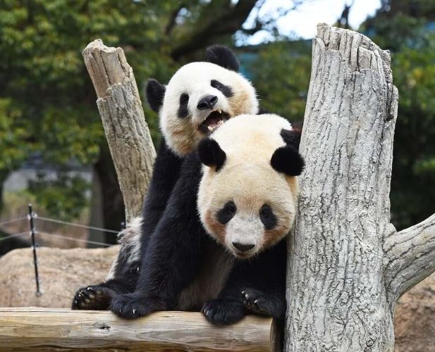 上野動物園 上野動物園