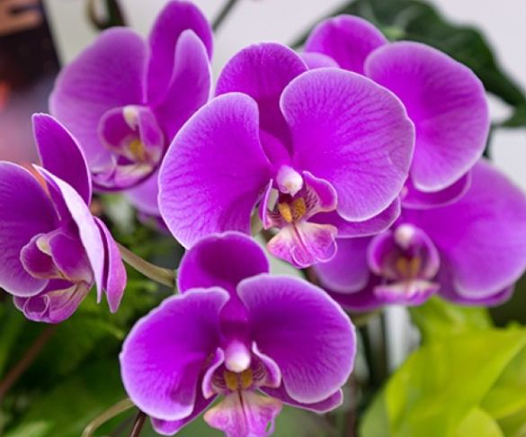 蘭花種植 蘭花種植