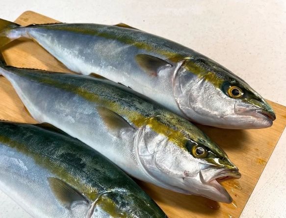青甘魚