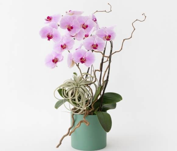 蘭花種植 蘭花種植