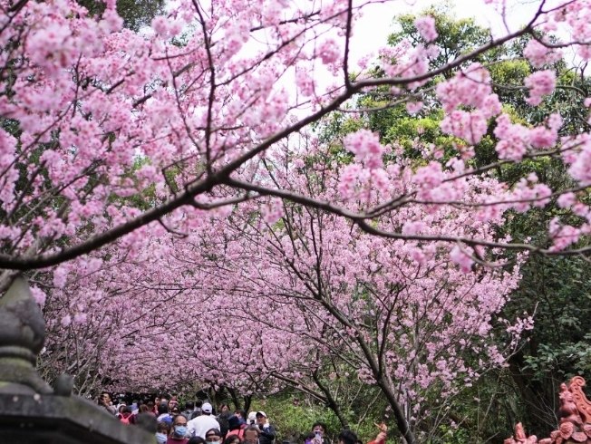 碧山巖櫻花 碧山巖櫻花