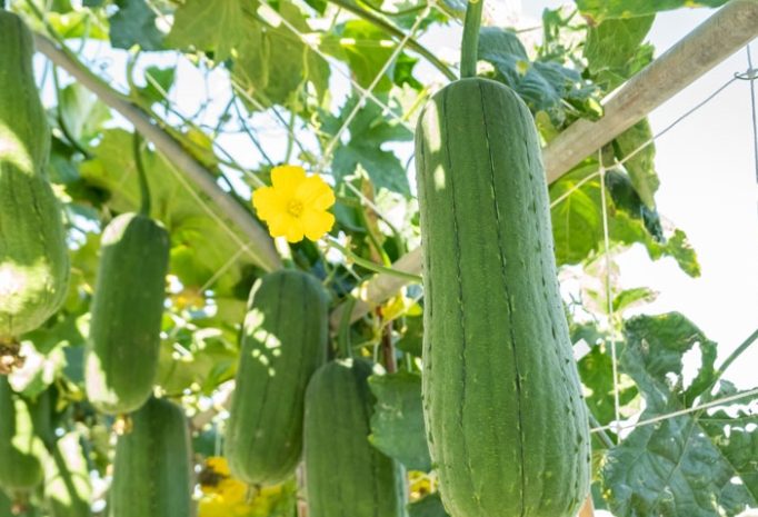 絲瓜種植月份