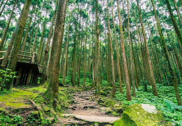 關西藥師佛禪寺 關西藥師佛禪寺