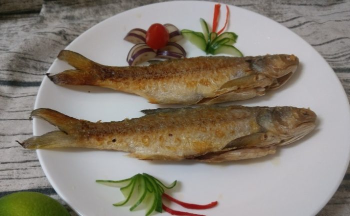 刺蔥魚 刺蔥魚