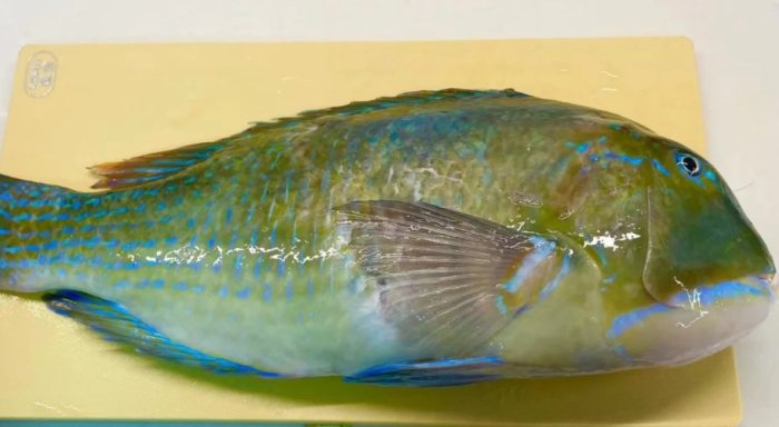 青衣魚 青衣魚