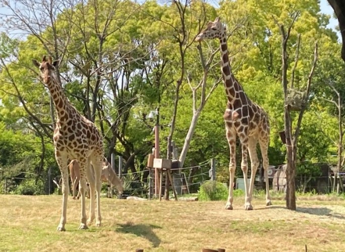 天王寺動物園 天王寺動物園
