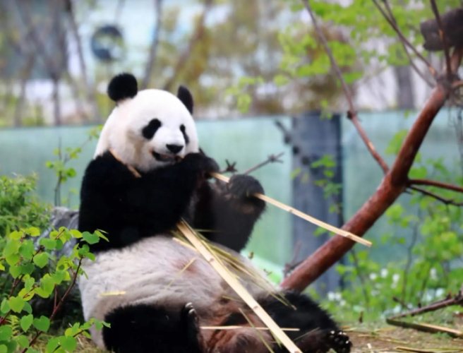 上野動物園 上野動物園