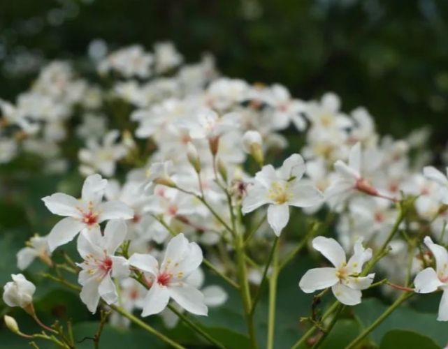 油桐花秘境 油桐花秘境