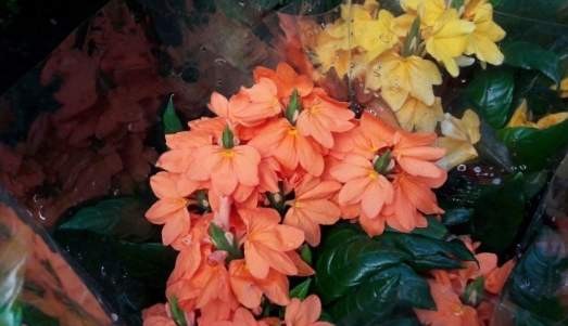 鳥尾花 鳥尾花