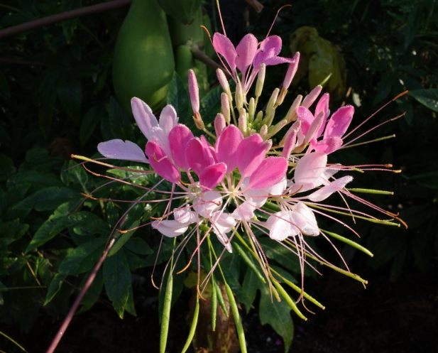 醉蝶花 醉蝶花