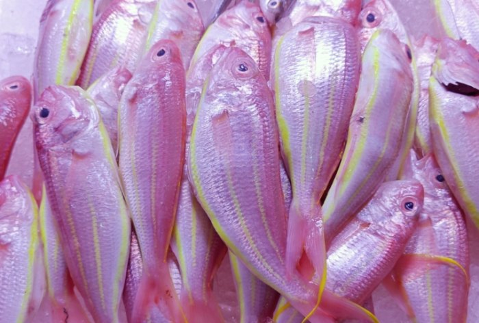 白口魚 白口魚